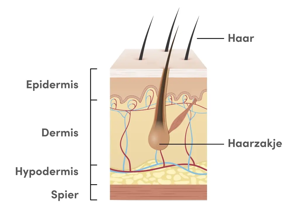 anatomie huid paard