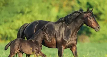 Paard geeft moederferomoon af