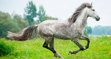 paard met artrose rent