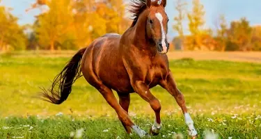 Paard glanzende huid