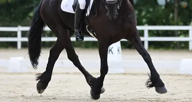 Mijten komen vaker voor bij paarden met behang