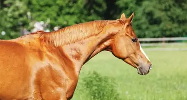Glanzende vacht paard
