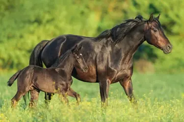 Paard geeft moederferomoon af