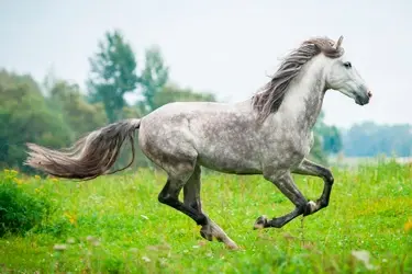 paard met artrose rent