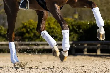 Soepele gewrichten paard door hyaluronzuur