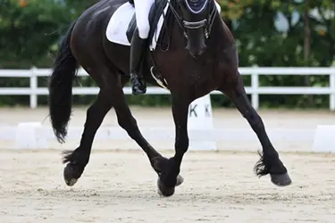 Mijten komen vaker voor bij paarden met behang
