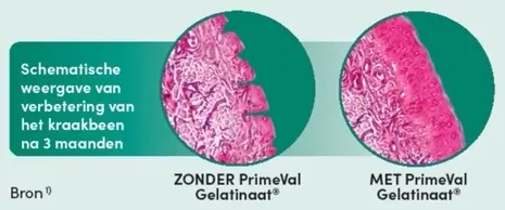 Schematische weergave verbetering kraakbeen met PrimeVal Gelatinaat